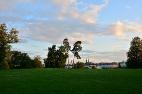 Lawn Tree Landscape