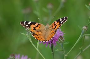 Butterfly Nature Summer