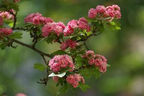Red Thorn Tree Flowers Pink Flower
