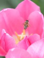 Nature Flower Insect