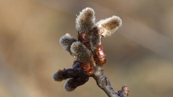 The Basis Of Nature Plant