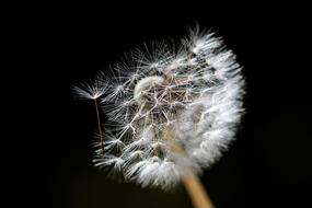 Dandelion Flower Nature