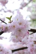 Cherry Wood Flower Branch