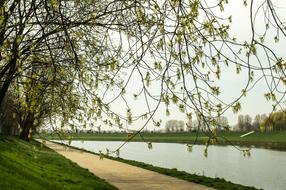 Tree Nature Landscape Monolithic