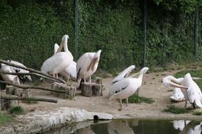 Pelikan Birds Waterfowl