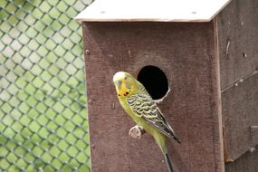 Budgie Parakeet Birds Small