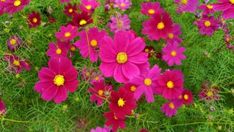 Nature Flower Summer