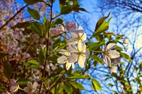 Cherry Blossom Flower Tree