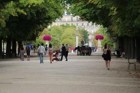 Paris Tree Summer