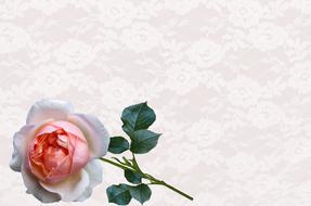 Greeting Card Rose Nature