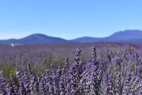 Australia Tasmania Lavender Fields