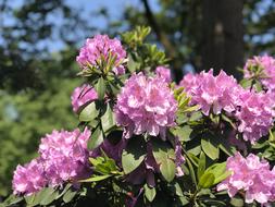 Flower Summer Blossom