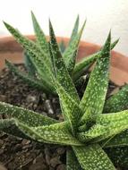 Cactaceae Plant Nature