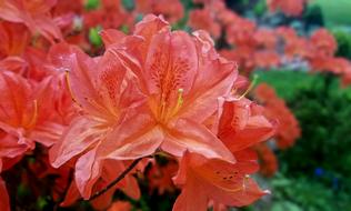 Flowers Azalea Plant