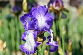 Iris Flower