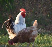 Two roosters on the grass