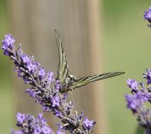 Butterfly Lavender Summer