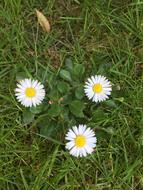 Daisy'S Grass Garden