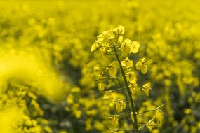 Oilseed Rape Yellow Nature Field