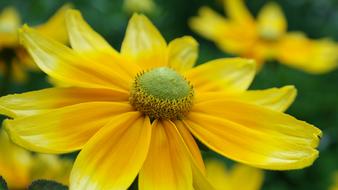 Flower Yellow Summer Rudbeckia