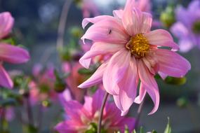Flower Nature Dahlia