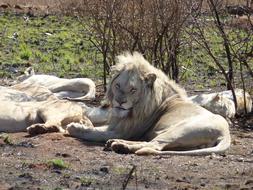 Nature Mammals Animal Kingdom