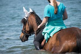 Horse Swim Water