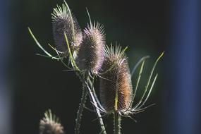 Flowers Nature Thorns