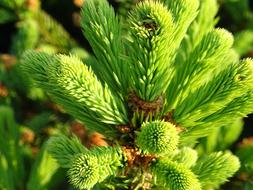 Nature Plant Green Small