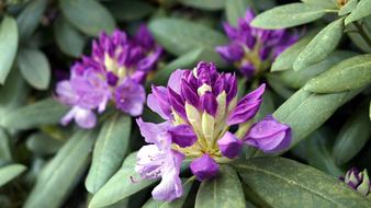 Flower Plant Blossom