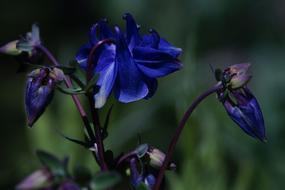 Columbine Blossom Bloom Common