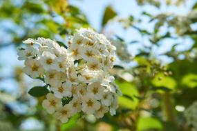 Prachtspiere Spierstrauch Flowers
