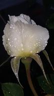 white rose in raindrops