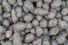 Unharvested potato crop