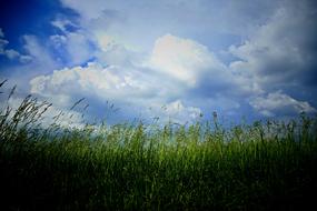 The Clouds Meadow Grass