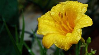 Flower Yellow Landscape