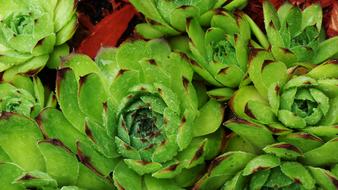 Flower Yellow Landscape