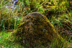 Moss Stone Landscape