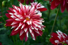 Chrysanthemum Flower Red
