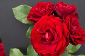 Rose Flower Floral
