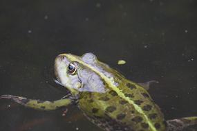 Frog Swim Nature