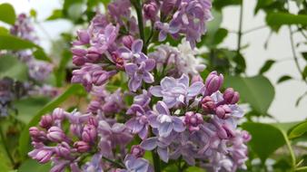 Lilac Bush Plant