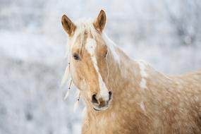 a horse in a white dot