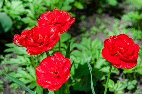 Flowers Tulips Spring