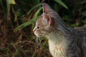 Nature Animal Cute