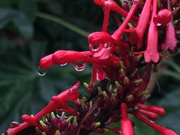 Drops Red Petals Rain