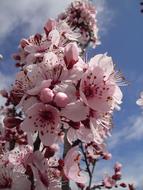 Flower Almond Tree Branch