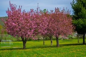 Springtime Spring Nature