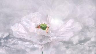 Poppy White Flower