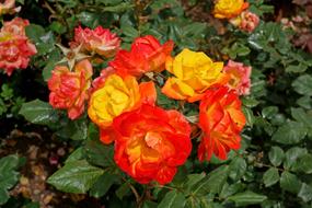 Flowers Nature Summer